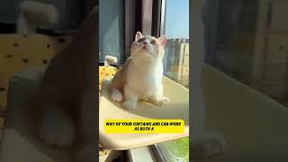 Every cat needs a window hammock like this A Cozy Cordless Cat Window Perch [upl. by Inihor]