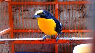 CHOCO YELLOWTHROATED EUPHONIA [upl. by Conlin]