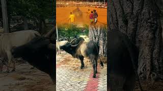 அய்யன் 🙏🏻🥹jallikattu manjuvirattu vadamanjuvirattu viralvideos melavalavu kaalai jambavan [upl. by Zebulon]