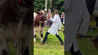 Beef Shorthorns  Clogher Valley Ag Show [upl. by Eleanor309]