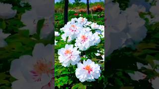 Majestic Garden Flowers Stunning Flower Garden Tour  Beautiful Blooms  shorts [upl. by Nyladam]