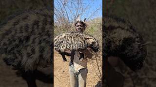 African Civet Hunt For Lunchshortsfeed hadzabetribe [upl. by Cotterell675]