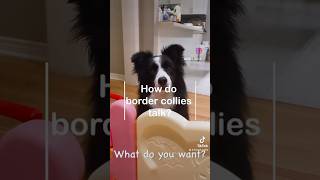 How do border collies talk bordercollie [upl. by Ninon]