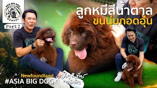 ที่นี่ที่เดียว  Joker จัดหนัก พาTour  Newfoundland Dog  asiabigdog [upl. by Peppy]