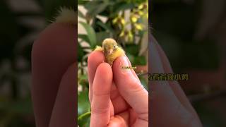 I bought chicken eggs that hatched 🥰 shots facts shortvideo youtubeshorts [upl. by Atnauqahs36]