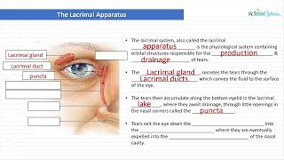 Optician Training The Lacrimal Apparatus Ocular Anatomy Lecture 12 [upl. by Wendolyn]