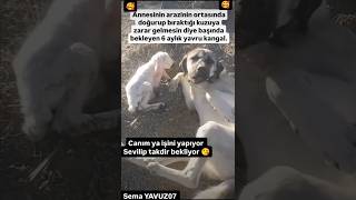 Güzel yürekli köpek 🥰 [upl. by Radford645]