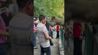 funnyanimals videos monkey attack lmao [upl. by Alleunam522]