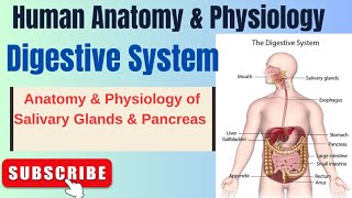 Anatomy amp Physiology of Salivary Glands and Pancreas I Digestive System I HAP I L4 pharmacynotes [upl. by Knorring]