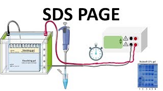 SDS PAGE  How does it works [upl. by Dehnel843]