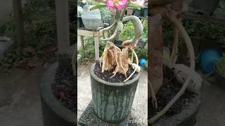 Exotic caudex Adenium Levantamento flowers flower adenium garden gardening caudex flor [upl. by Eiramnna356]