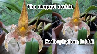 Anggrek Bulbophyllum lobbii warna lembut dan elegan [upl. by Brockie]