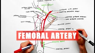 Femoral Artery and its branches  Anatomy tutorial [upl. by Brigitta600]