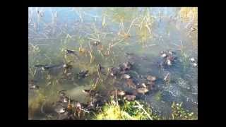 Common frog matingwmv [upl. by Nnuahs]