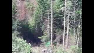 Feller buncher mechanical logging near Fall Creek Oregon first [upl. by Ballou816]