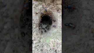 The heavily guarded entrance to a Macrotermes nest Huge bitey termites [upl. by Marlee764]