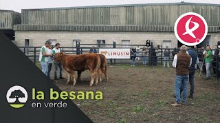 La Feria Agroganadera de Trujillo cierra con éxito de ventas  La Besana en Verde [upl. by Bathulda4]