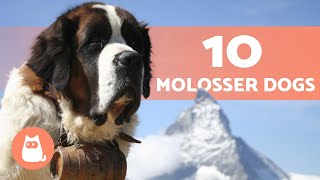 10 MOLOSSER DOG BREEDS 🔥  Fun Facts [upl. by Ahtebbat]