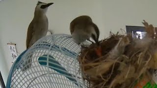 YELLOW VENTED BULBUL FEEDING BABY BIRD [upl. by Washington42]