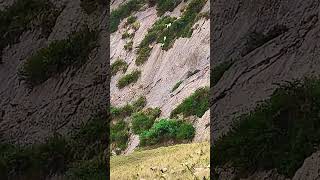 Mountain goats falling  Top 1000 Wildlife Animals  Adorable Nature Moments wildlife animals [upl. by Zobe]