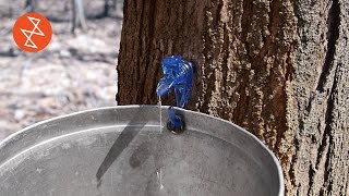 Making Maple Syrup  Où se trouve Garland Sugar Shack [upl. by Nytsirk]