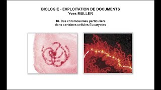 18 Des chromosomes particuliers dans certaines cellules Eucaryotes [upl. by Hanover719]