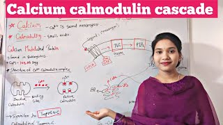 calcium calmodulin cascade  calcium calmodulin pathway in hindi  signal transduction  plants [upl. by Jarrow]