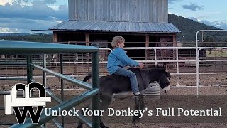 🌟 Master Donkey Training Secrets 🐴🤩 Unlock Your Donkeys Full Potential [upl. by Hinch]