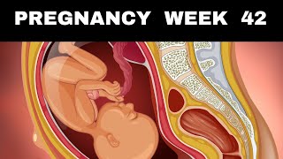 Pregnancy Week 42  Is Your Baby Late Know Everything [upl. by Ashok164]