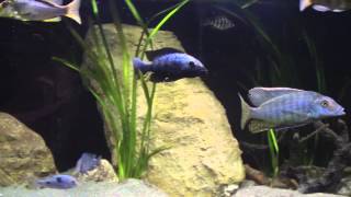 Malawi cichlid Taeniolethrinops Furcicauda vs Fossorochromis Rostratus [upl. by Trixy]