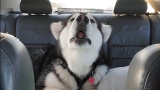 Malamute Howling In Car On A Road Trip [upl. by Dorisa]