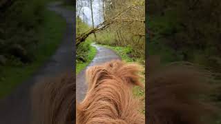 shorts icelandichorse horseriding pnw [upl. by Ultun]