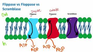 Flippase vs Floppase vs Scramblase  Cell Biology  Biology [upl. by Adnilg991]