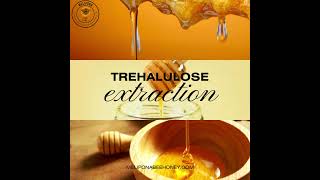 Trehalulose is extracted from honey particularly from stingless bee honey like Melipona honey [upl. by Heyward]