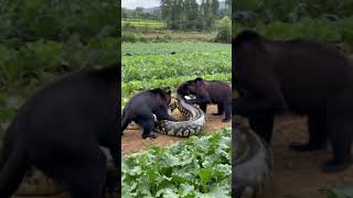 Grizzly bear fights giant python [upl. by Danna]