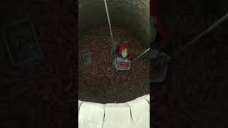 Sweet potato cellar storage process [upl. by Srini]