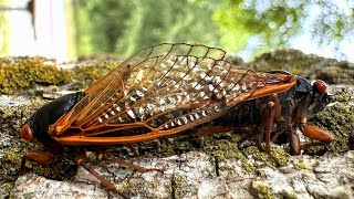 Brood XIII Cassins 17Year Cicada mating Green Ash HD [upl. by Carmelo]