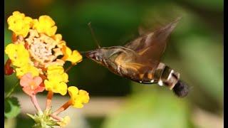 Flying Macroglossum pyrrhosticta in slow motion [upl. by Almena]