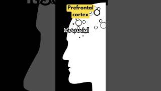 Prefrontal Cortex [upl. by Savitt465]