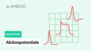 Aktionspotentiale  AMBOSS Auditor [upl. by Deckert]