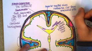 Meninges Part 2 [upl. by Rafaellle997]