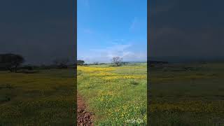 Beautiful Landscape trending nature travel ytshorts youtubeshorts shorts short india vlog [upl. by Scrivens285]