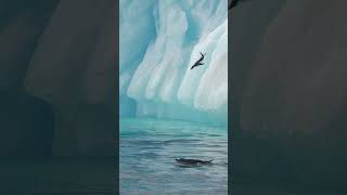 Penguin Dive  Antarctica  Lindblad Expeditions [upl. by Eelrahs]