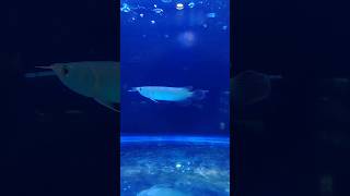 Arowana baby arowana silverarowana fish aquariumfish monster shorts [upl. by Eiznikam]