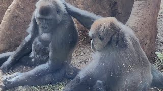 Adorable gorilla kids🦍🍀 [upl. by Morven]