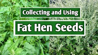 Collecting and using Fat hen Chenopodium album seeds quotWild Quinoaquot [upl. by Leile310]