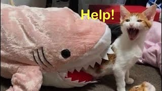 These Cats Speak English Better Than Hooman 😸 Funny Cats Videos [upl. by Doy]