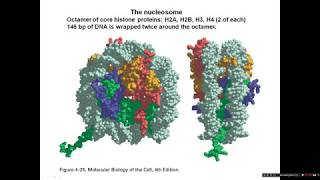 Introduction to chromatin structure [upl. by Kelsey793]