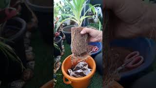 planting pandanus  a new addition to our garden explorepage fypyoutube pandanus plantingvideo [upl. by Eidaj]