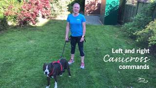 How to teach your dog commands for Canicross [upl. by Euqor]